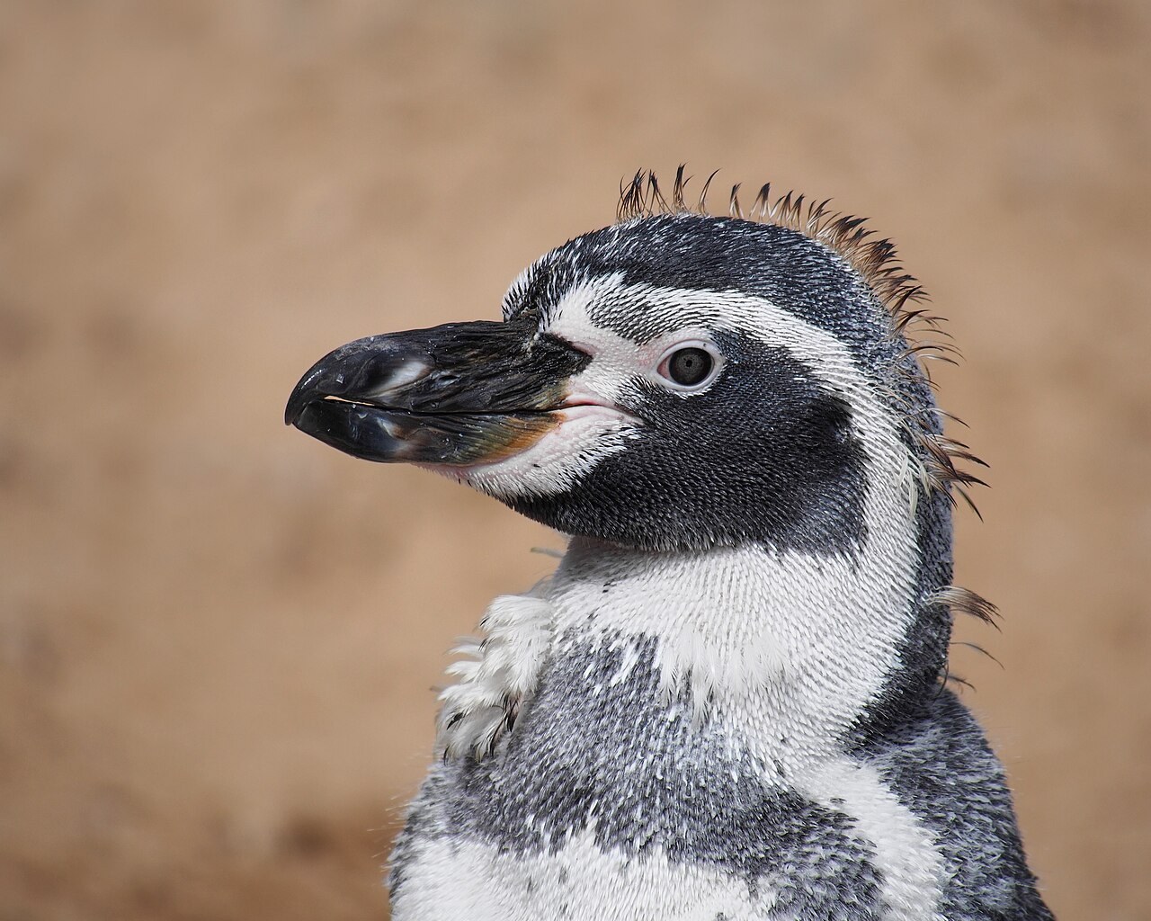 首から胸の羽毛がぼさぼさに浮き上がった、白黒の顔のペンギンの上半身