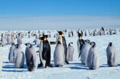 晴れた雪原に、黒と白のおとなのコウテイペンギンと、灰色の綿毛のヒナがたくさん立っている