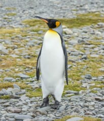 小石の浜に立つ、頭が黒く、ほおと胸の上がオレンジ色のペンギンの全身