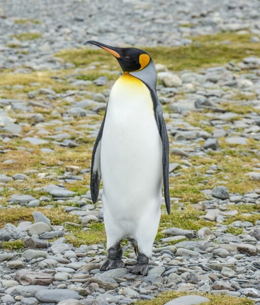小石の浜に立つ、頭が黒く、ほおと胸の上がオレンジ色のペンギンの全身