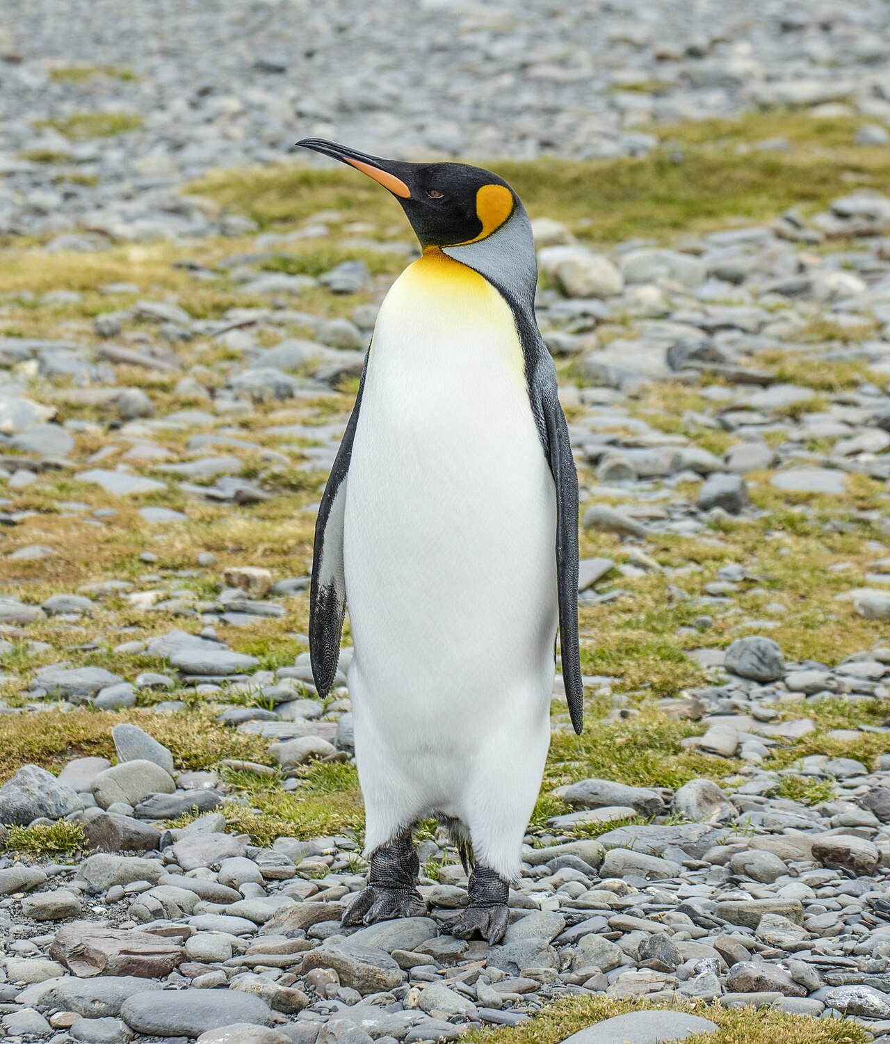 小石の浜に立つ、頭が黒く、ほおと胸の上がオレンジ色のペンギンの全身