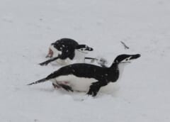 雪の上で、おなかを下にして寝そべり、すべって進む2羽のペンギン