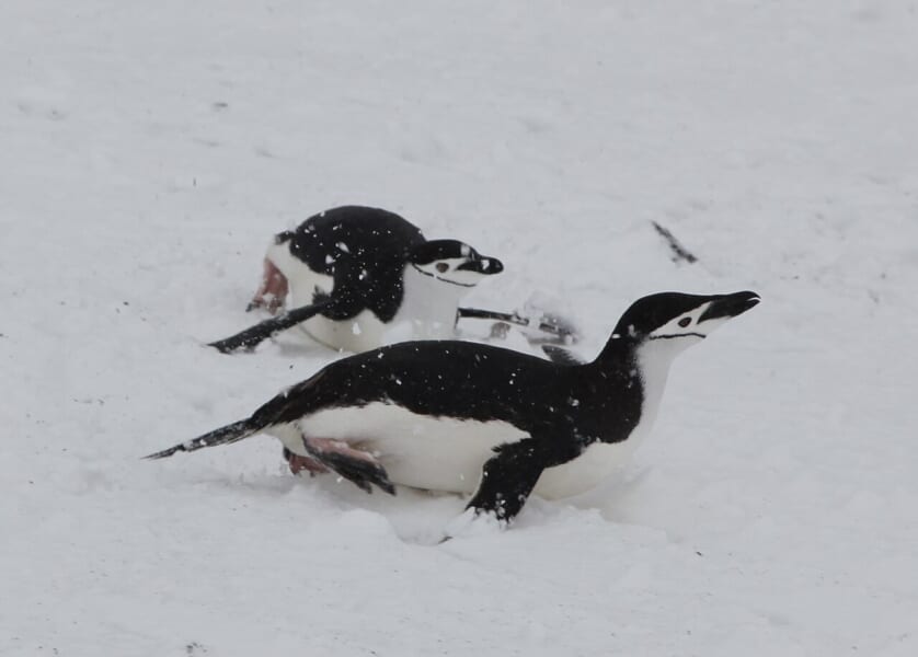 雪の上で、おなかを下にして寝そべり、すべって進む2羽のペンギン