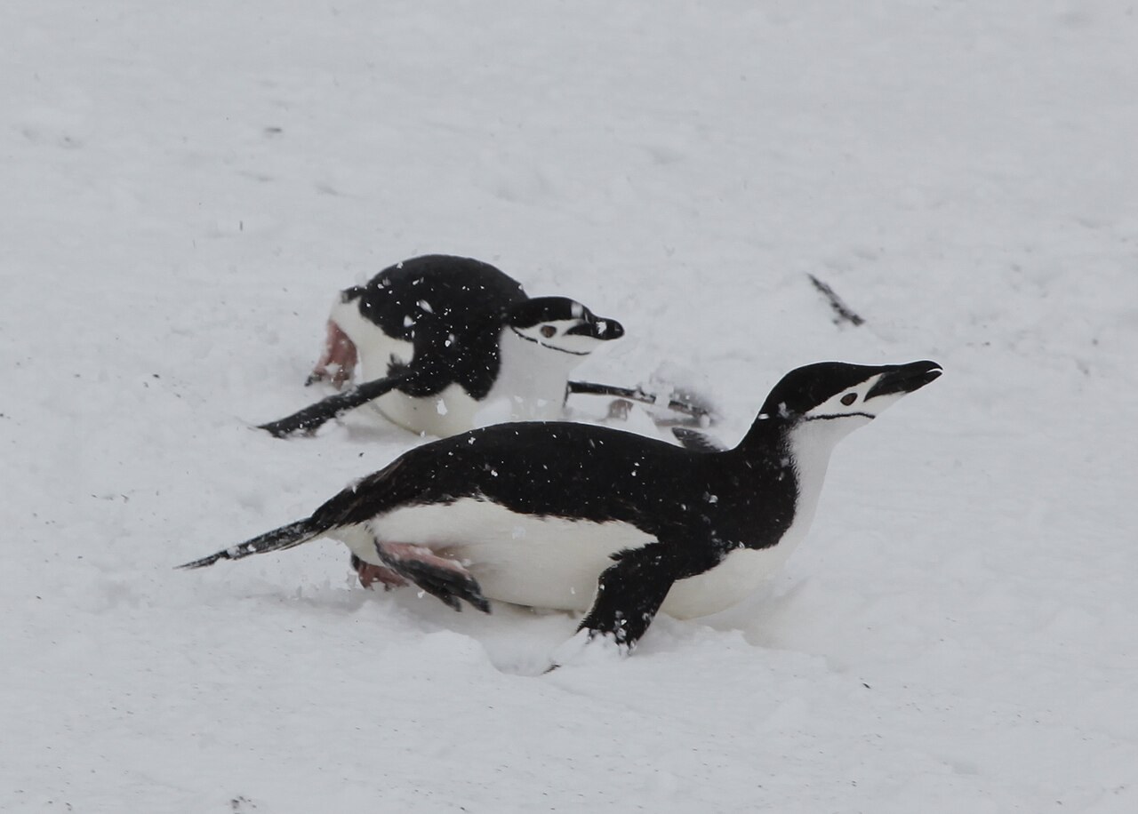 雪の上で、おなかを下にして寝そべり、すべって進む2羽のペンギン