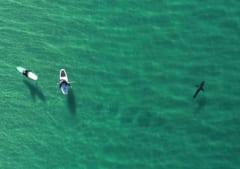 緑色の海でサーフボードに乗る2人と、少しはなれて泳ぐサメを上から写した写真