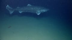 暗い深海の海底近くを泳ぐニシオンデンザメ