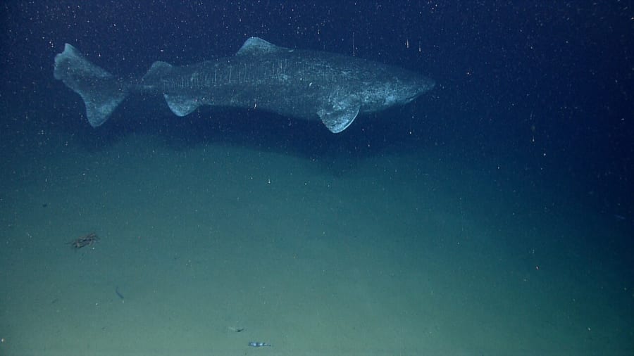 暗い深海の海底近くを泳ぐニシオンデンザメ