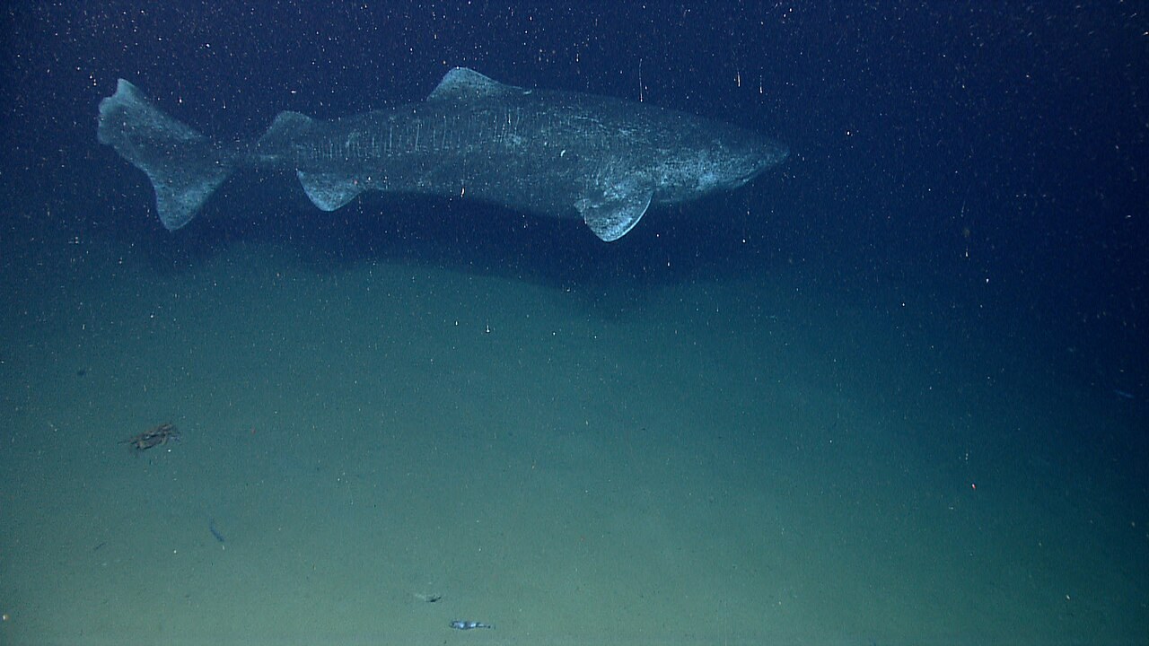 暗い深海の海底近くを泳ぐニシオンデンザメ