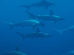 青い海の中を群れで泳ぐアカシュモクザメ