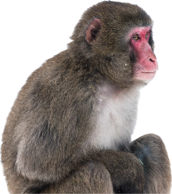 サル