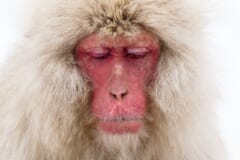 白っぽいふさふさの毛にかこまれた、目を閉じた赤い顔のアップ