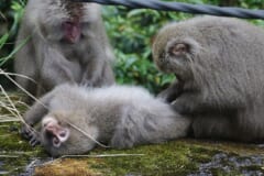 こけの生えた地面に寝転んだサルの毛を、ほかの2頭のサルがかき分けているようす