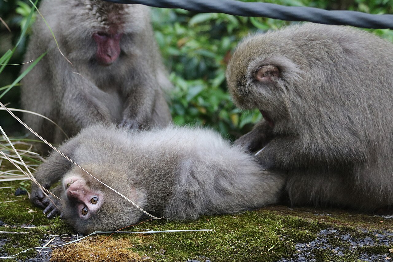 こけの生えた地面に寝転んだサルの毛を、ほかの2頭のサルがかき分けているようす