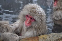 雪が降る中、湯気の立つ温泉につかり、頭や肩に雪をのせた、赤い顔のサル