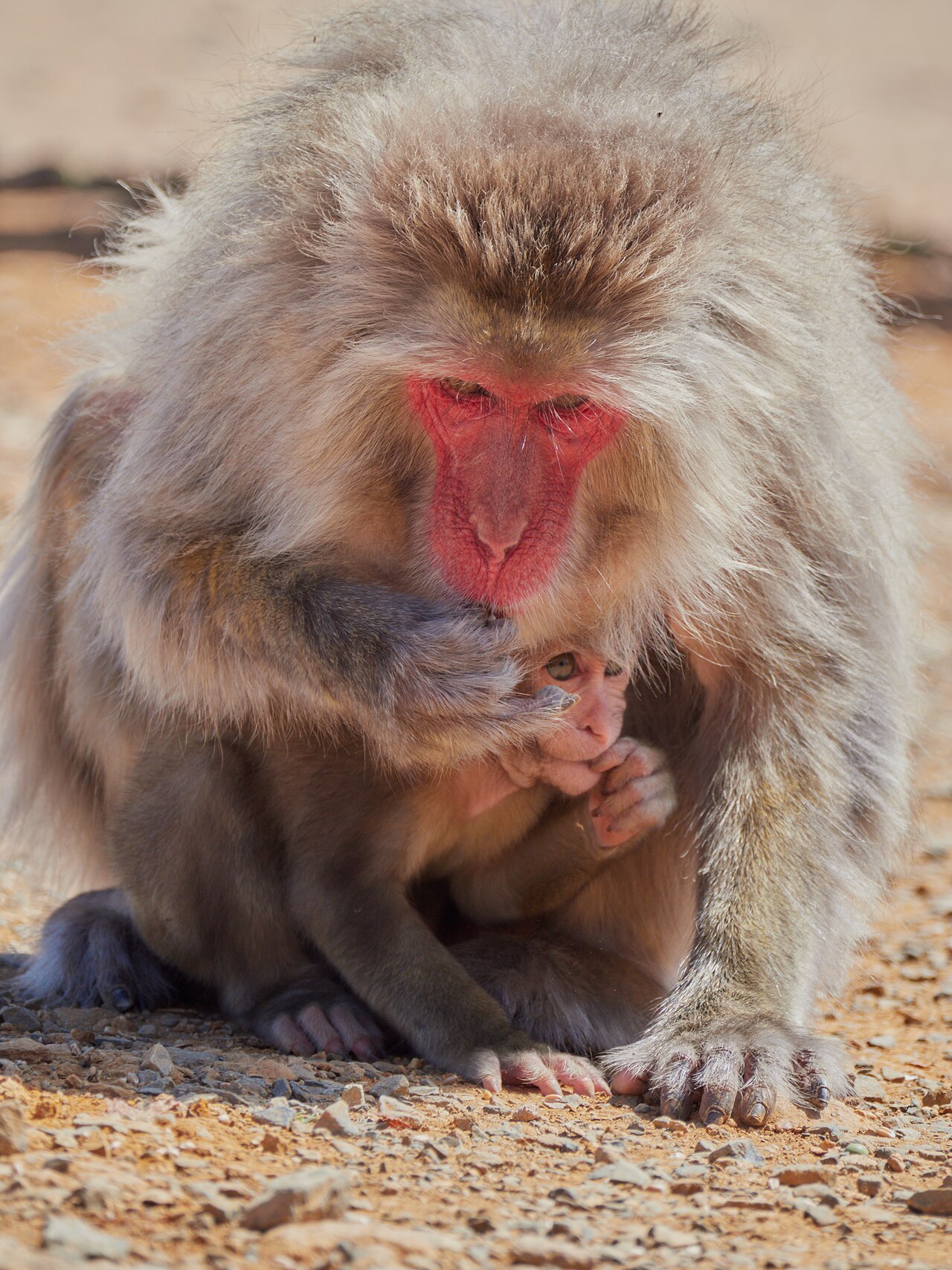 地面にすわったメスのサルが、うでの中に小さな赤ちゃんをかかえているようす