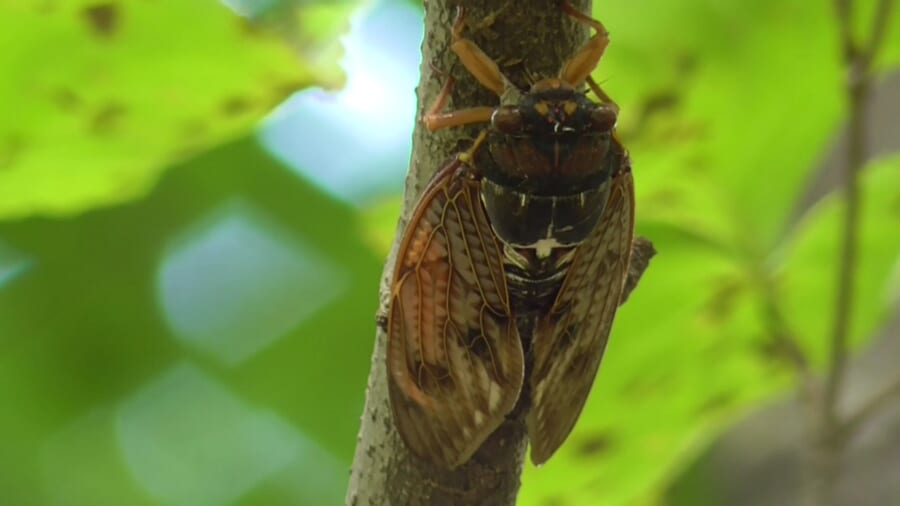 明るい緑の葉を背に、細い枝にとまる茶色い翅のセミ