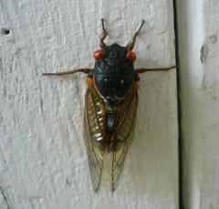 白い壁にとまる、赤い目と黒い体、オレンジ色の翅脈をもつセミ