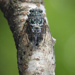 白っぽい木の枝にとまる、黒地に青緑色の模様があるセミ