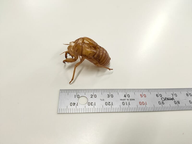 白い台の上の、茶色いセミの抜け殻と金属の定規