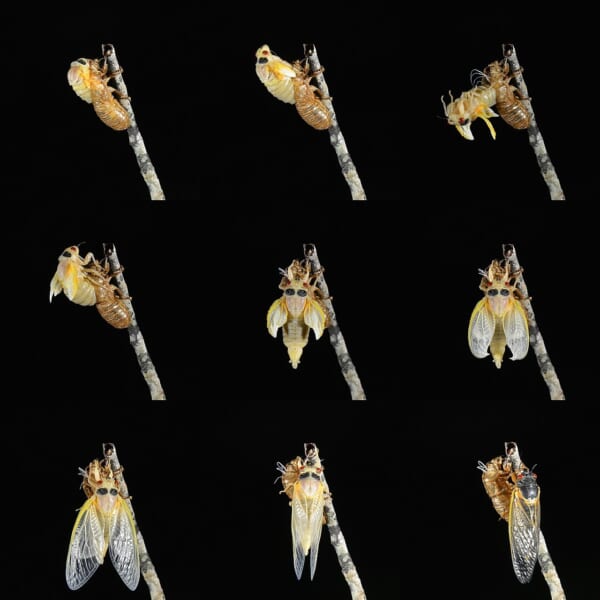 黒い背景に、枝の上で幼虫の殻から出て翅をのばしていくセミの9枚の連続写真
