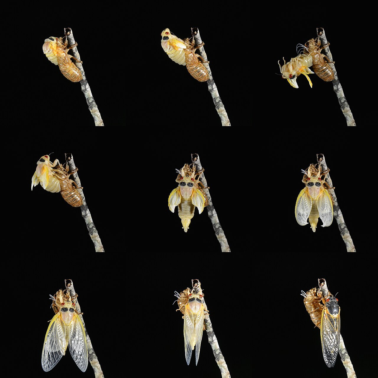 黒い背景に、枝の上で幼虫の殻から出て翅をのばしていくセミの9枚の連続写真