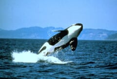 遠くに山並みが見える海で、白黒の体をほとんど水の上に出してジャンプするシャチ