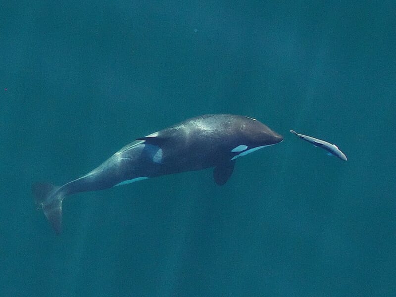 緑がかった青い水の中を泳ぐシャチと、その前を逃げる1匹のサケを上から見たようす