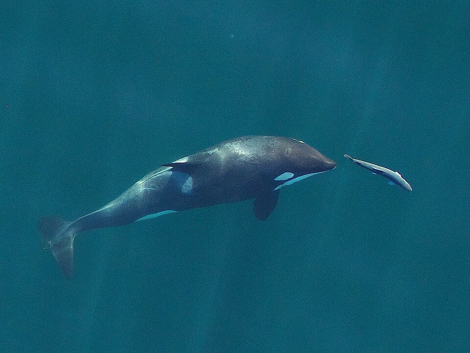 緑がかった青い水の中を泳ぐシャチと、その前を逃げる1匹のサケを上から見たようす