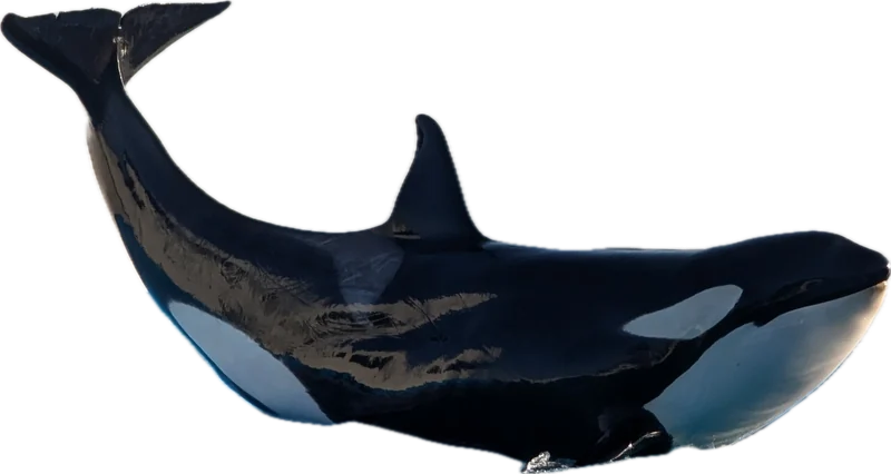 シャチ
