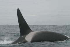 灰色の海面から、黒く高い三角形の背びれと背中を出して泳ぐシャチ