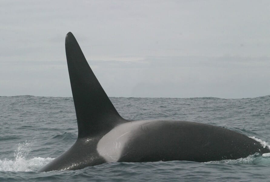 灰色の海面から、黒く高い三角形の背びれと背中を出して泳ぐシャチ