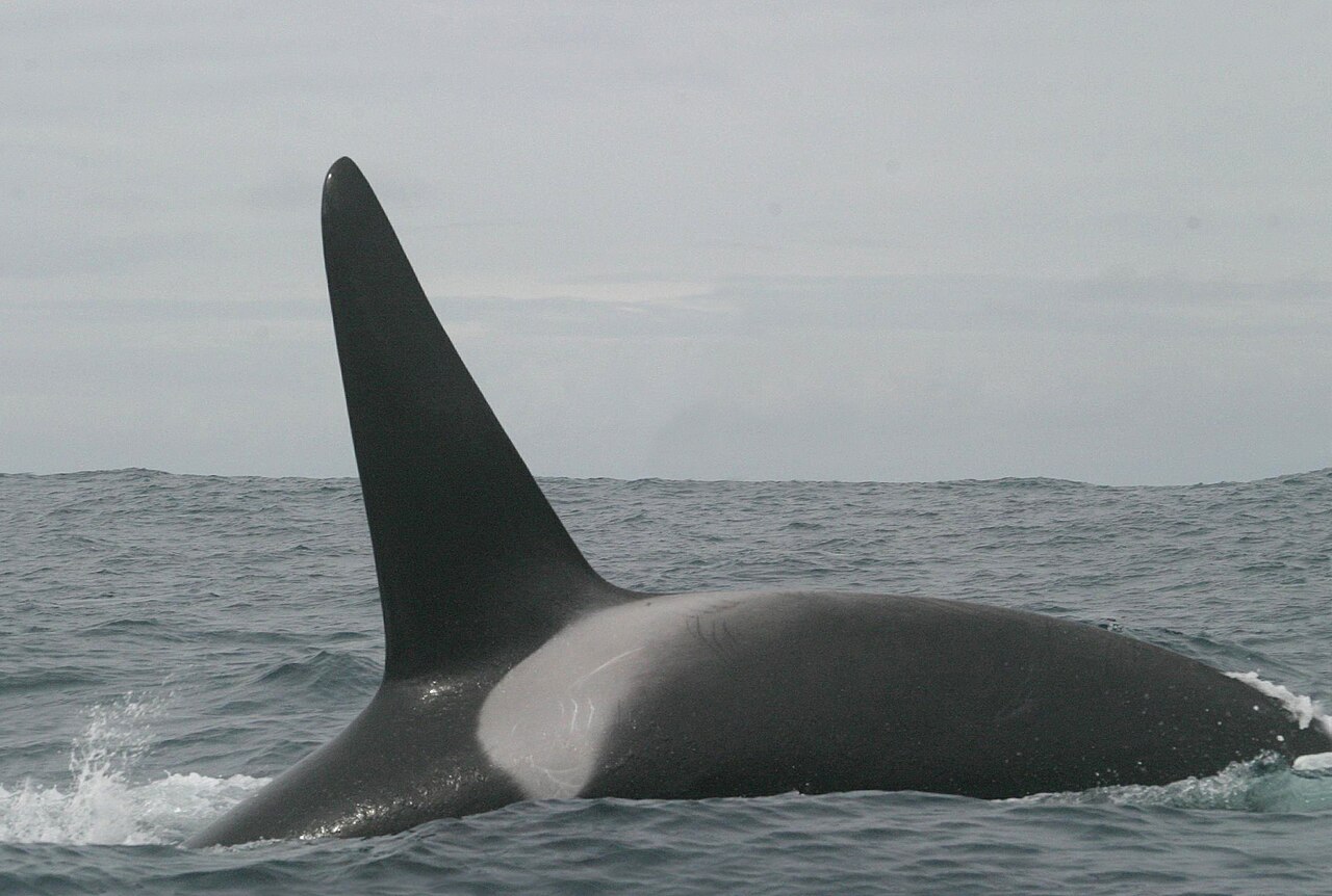 灰色の海面から、黒く高い三角形の背びれと背中を出して泳ぐシャチ