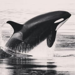 白っぽい海面から、胸びれを広げて体の大部分を水の上に出してジャンプするシャチ