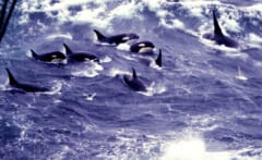 白く波立つ海で、黒い背びれと白い模様を見せながら、いっしょに泳ぐ10頭ほどのシャチ