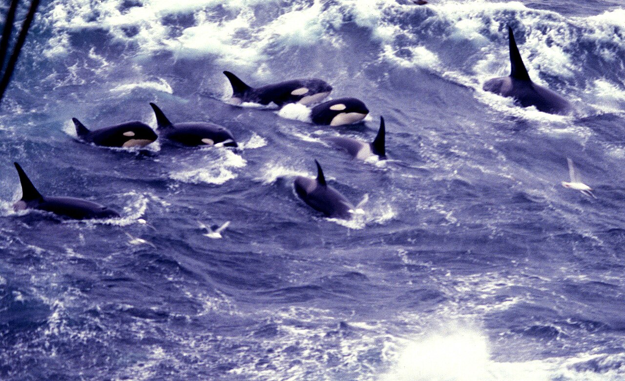 白く波立つ海で、黒い背びれと白い模様を見せながら、いっしょに泳ぐ10頭ほどのシャチ