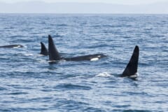 遠くに陸地が見える青い海で、高い背びれを水面から出して泳ぐ数頭のシャチ