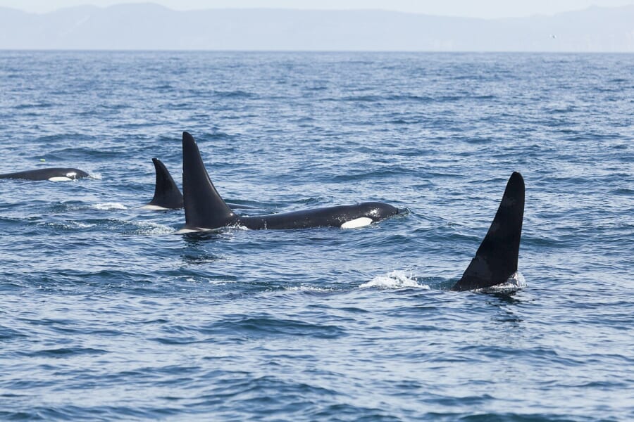 遠くに陸地が見える青い海で、高い背びれを水面から出して泳ぐ数頭のシャチ
