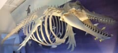 天井からつるされた、大きな頭の骨と長い背骨、あばら骨をもつシャチの全身の骨格。あごには太い歯がならぶ