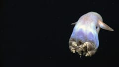 暗い深海で、耳のようなひれを広げ、腕を丸めてうかぶタコ