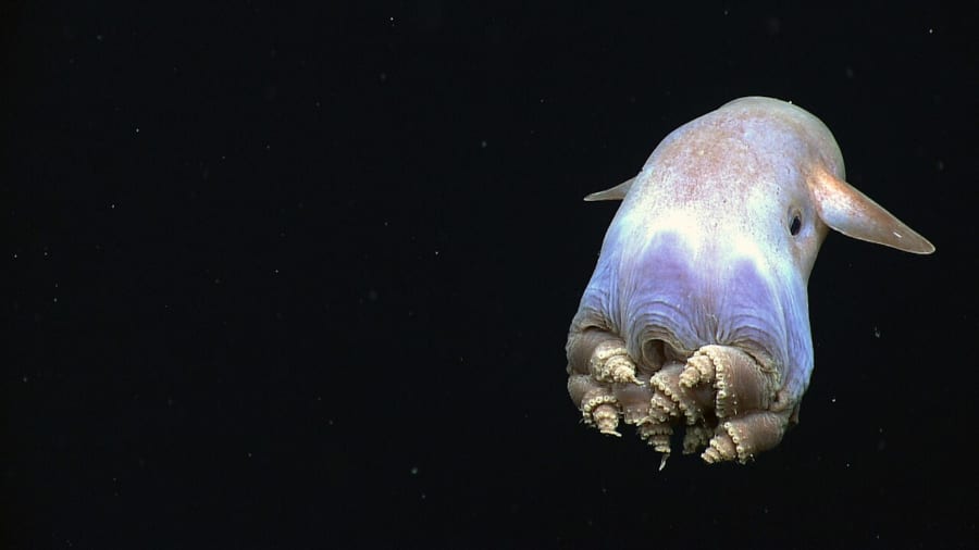 暗い深海で、耳のようなひれを広げ、腕を丸めてうかぶタコ