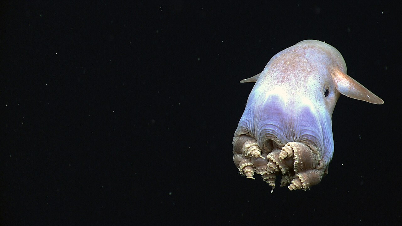 暗い深海で、耳のようなひれを広げ、腕を丸めてうかぶタコ