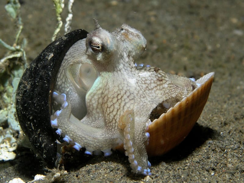 砂の海底で、黒い殻と貝殻のあいだから体を出している小さなタコ