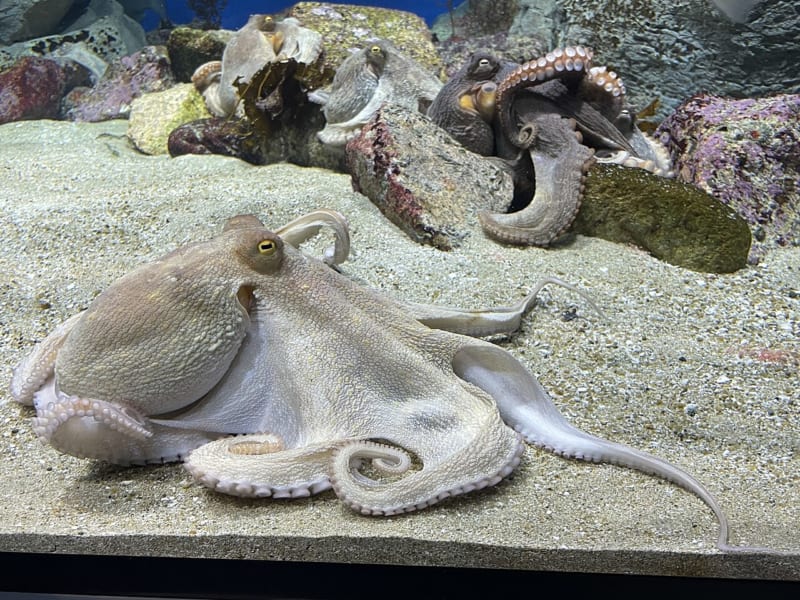 水槽の砂の上で、腕をゆるく広げて休むマダコ