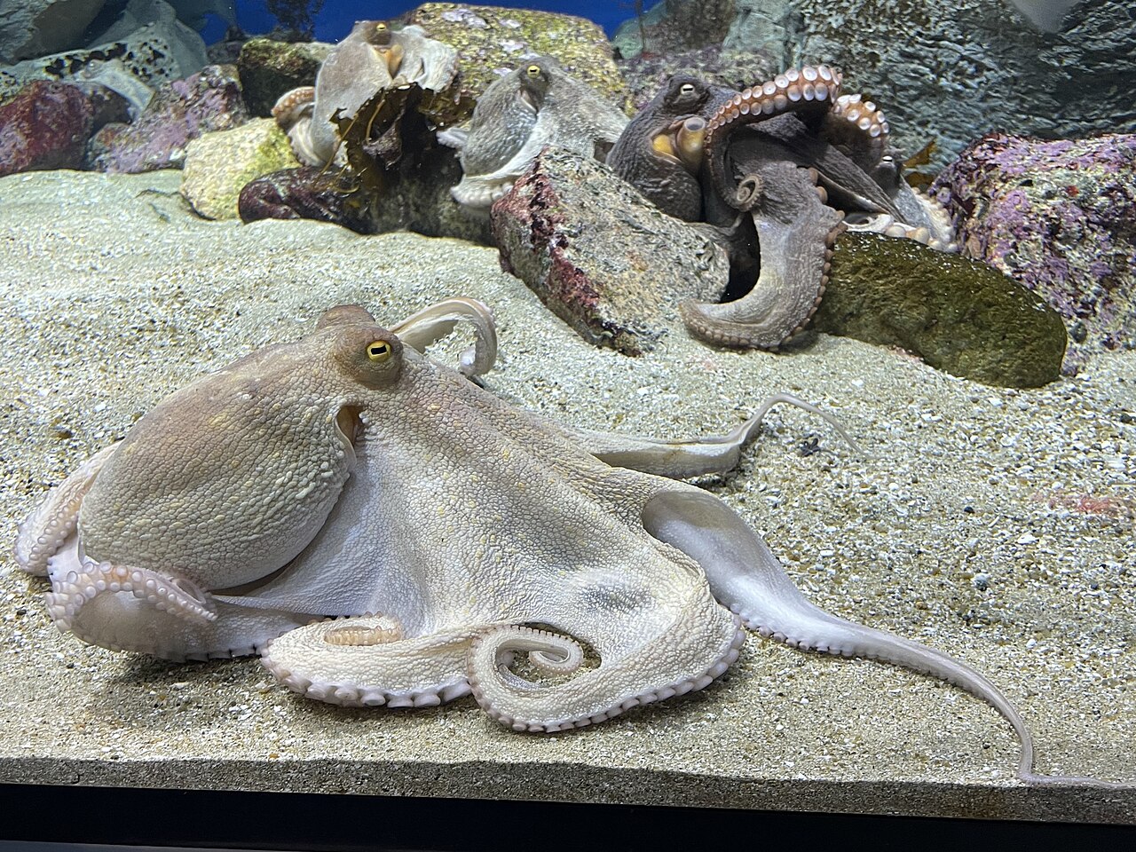 水槽の砂の上で、腕をゆるく広げて休むマダコ