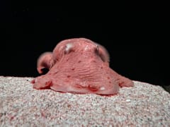 暗い水槽の砂の上にのった、平たくて赤いメンダコ