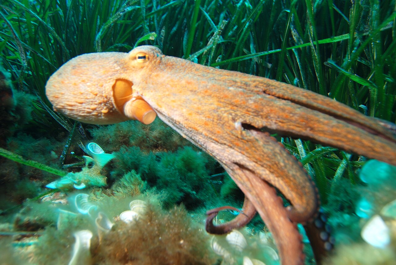 緑の海草の上を、腕をうしろへ流して泳ぐオレンジ色のタコ