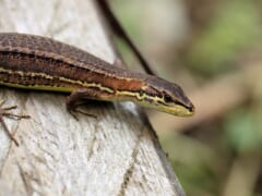 白っぽい木の上で頭を右に向ける、茶色で体の横に黒い帯のある細いトカゲ