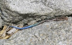 灰色の岩の上の、黒い体に白っぽい縦じまがあり、しっぽが青いトカゲ