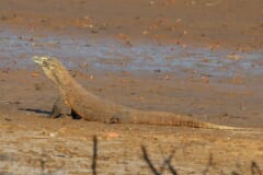 茶色い砂地の上で、長いしっぽをのばして頭を上げる大きなトカゲ