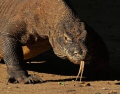 先が2つに分かれた長い舌を口から垂らす、大きなトカゲの顔